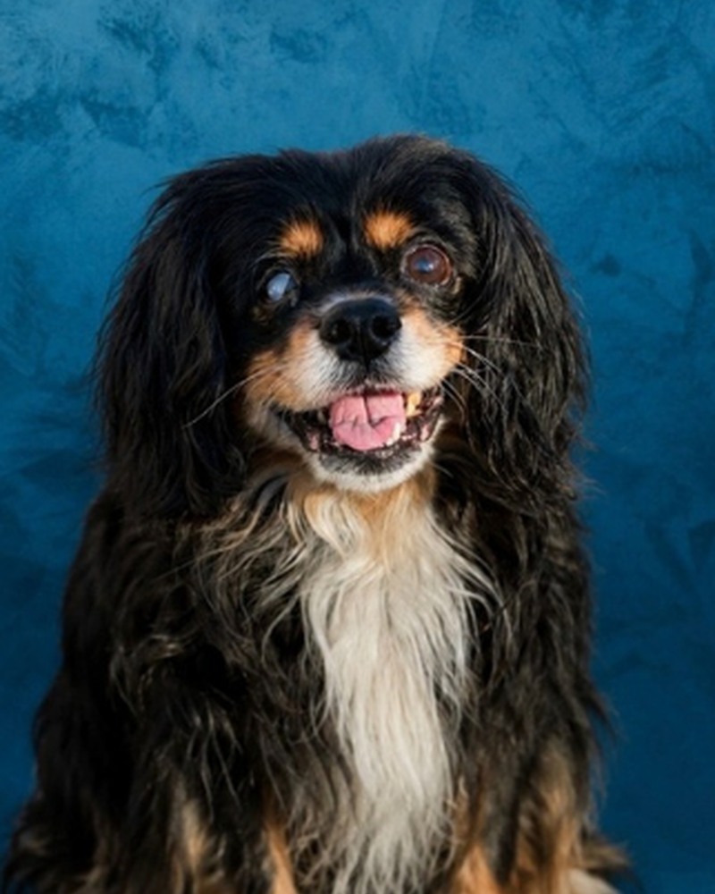 Sütemény